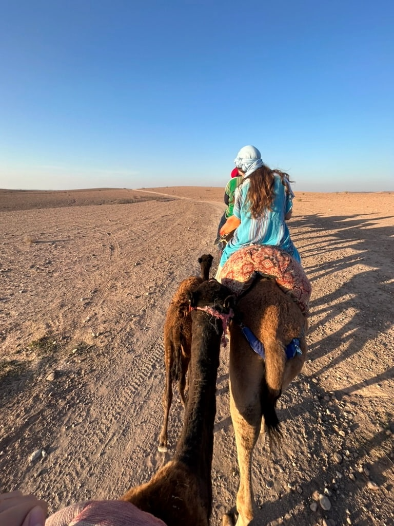 Baby camel in Morocco